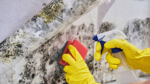 Best Attic Mold Removal  in Veazie, ME